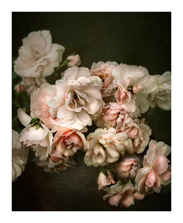Sue Oakford Photography