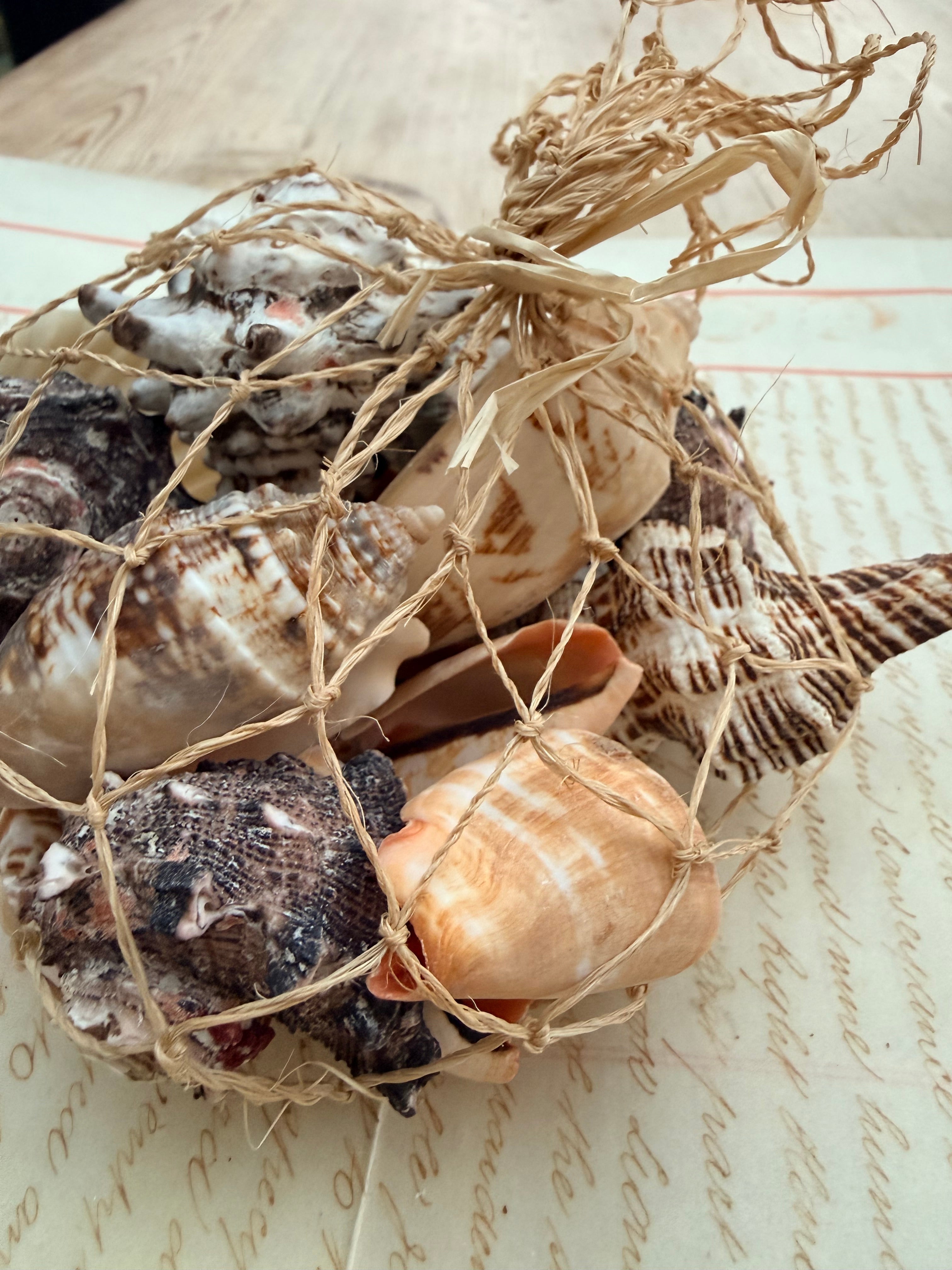 Beautiful Seashell Collection