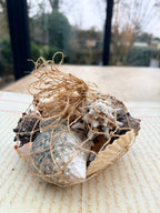 Beautiful Seashell Collection