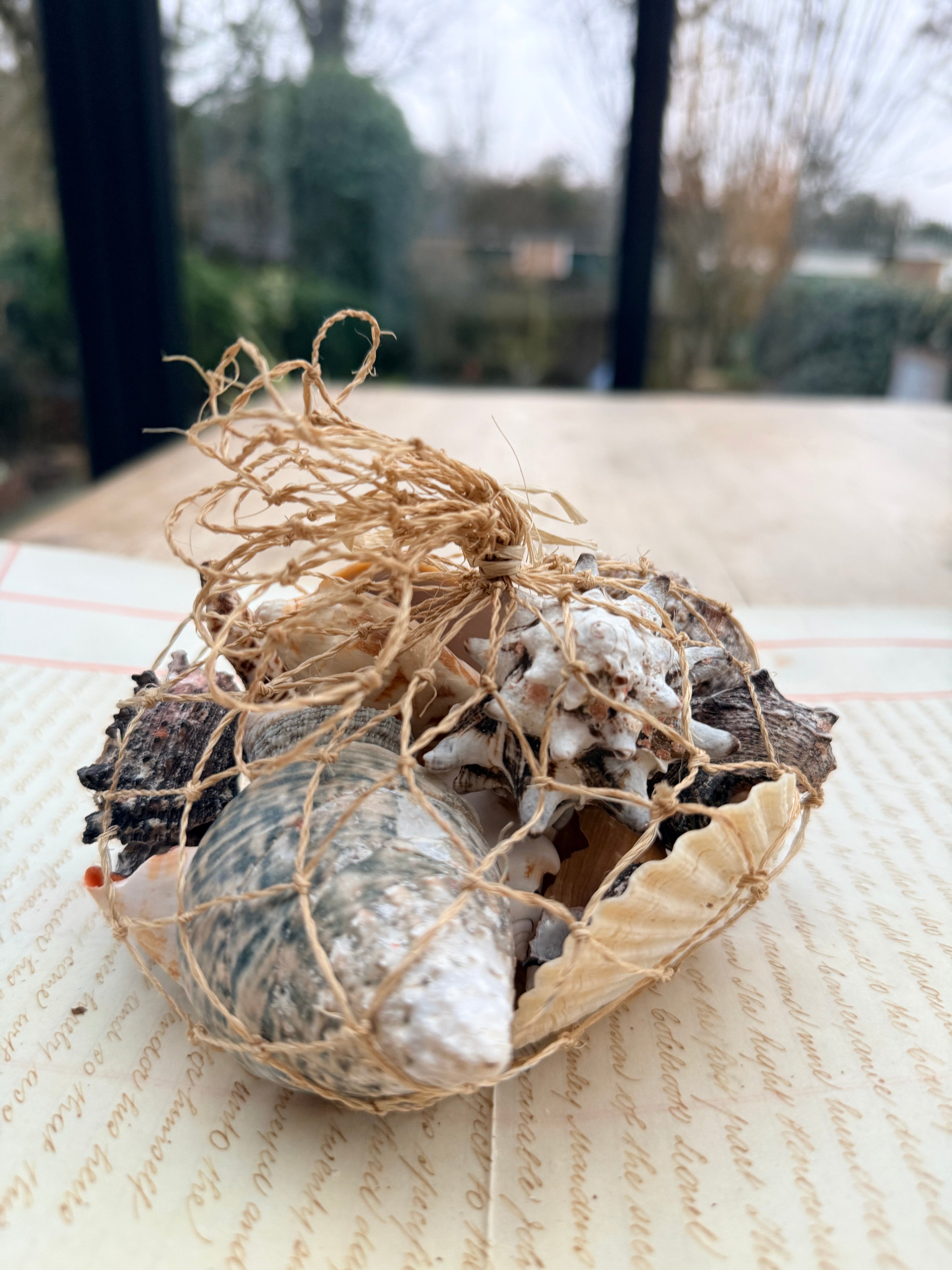 Beautiful Seashell Collection