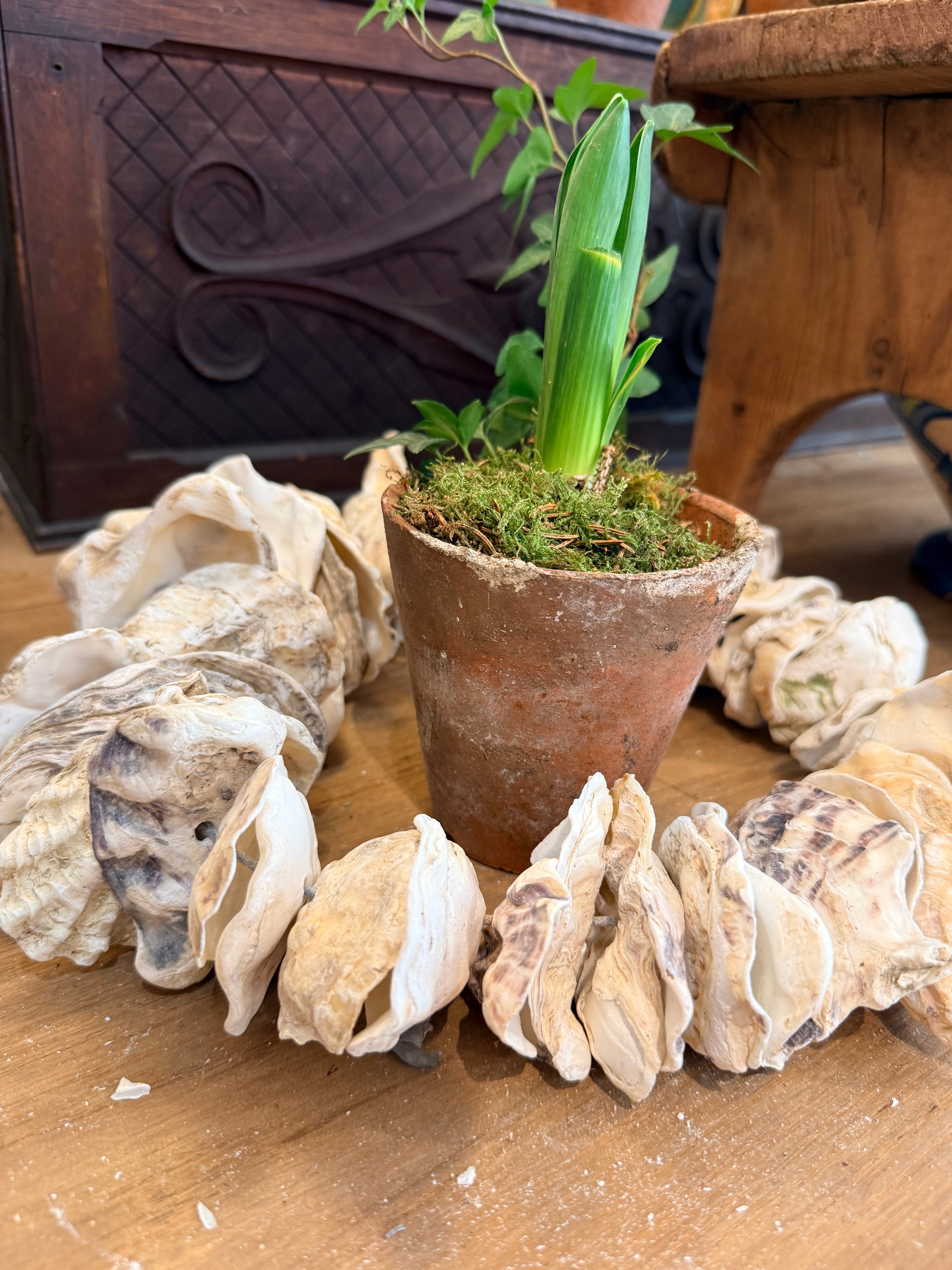 Clam Shells Garland Wall Hanging