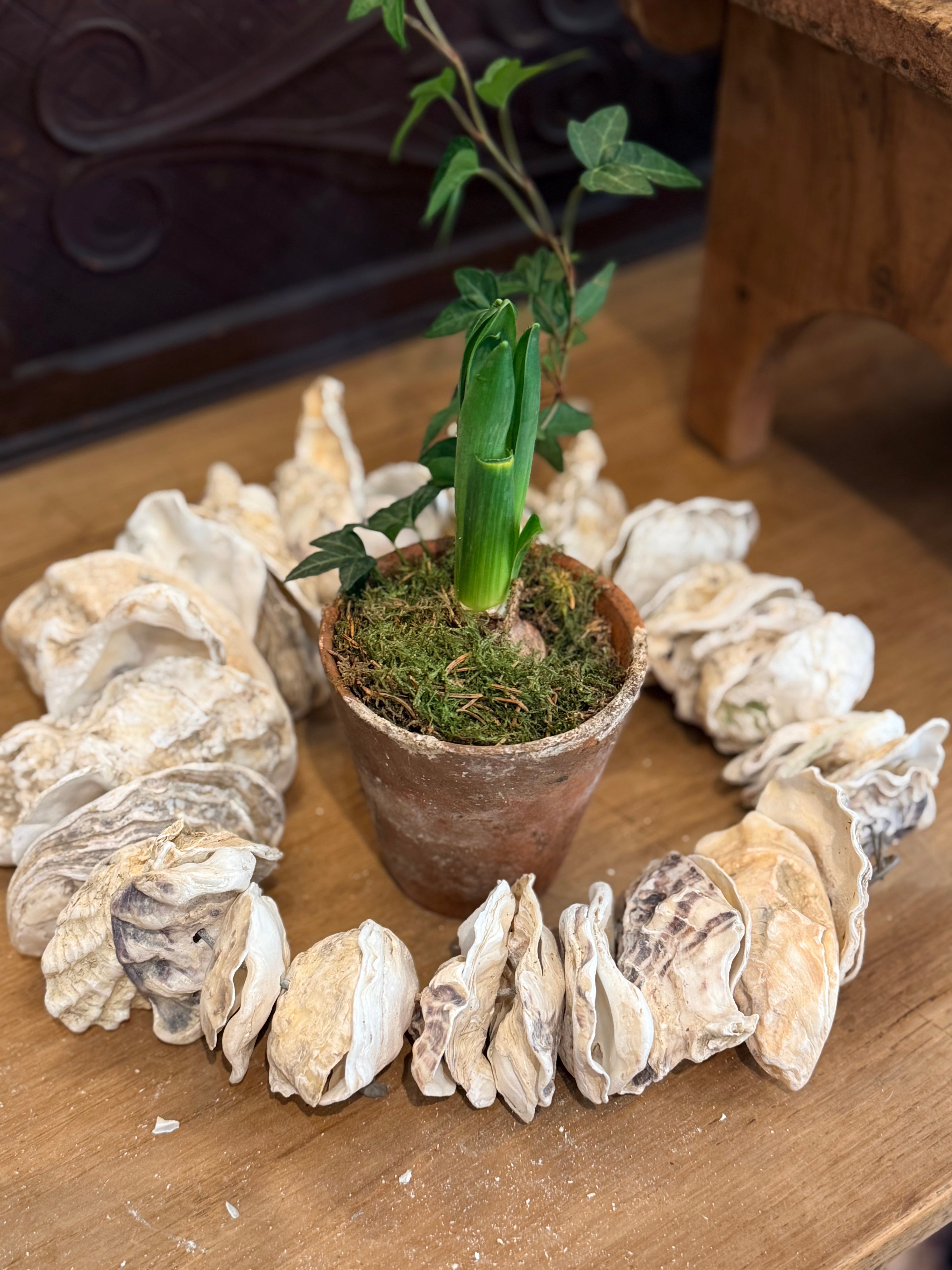 Clam Shells Garland Wall Hanging