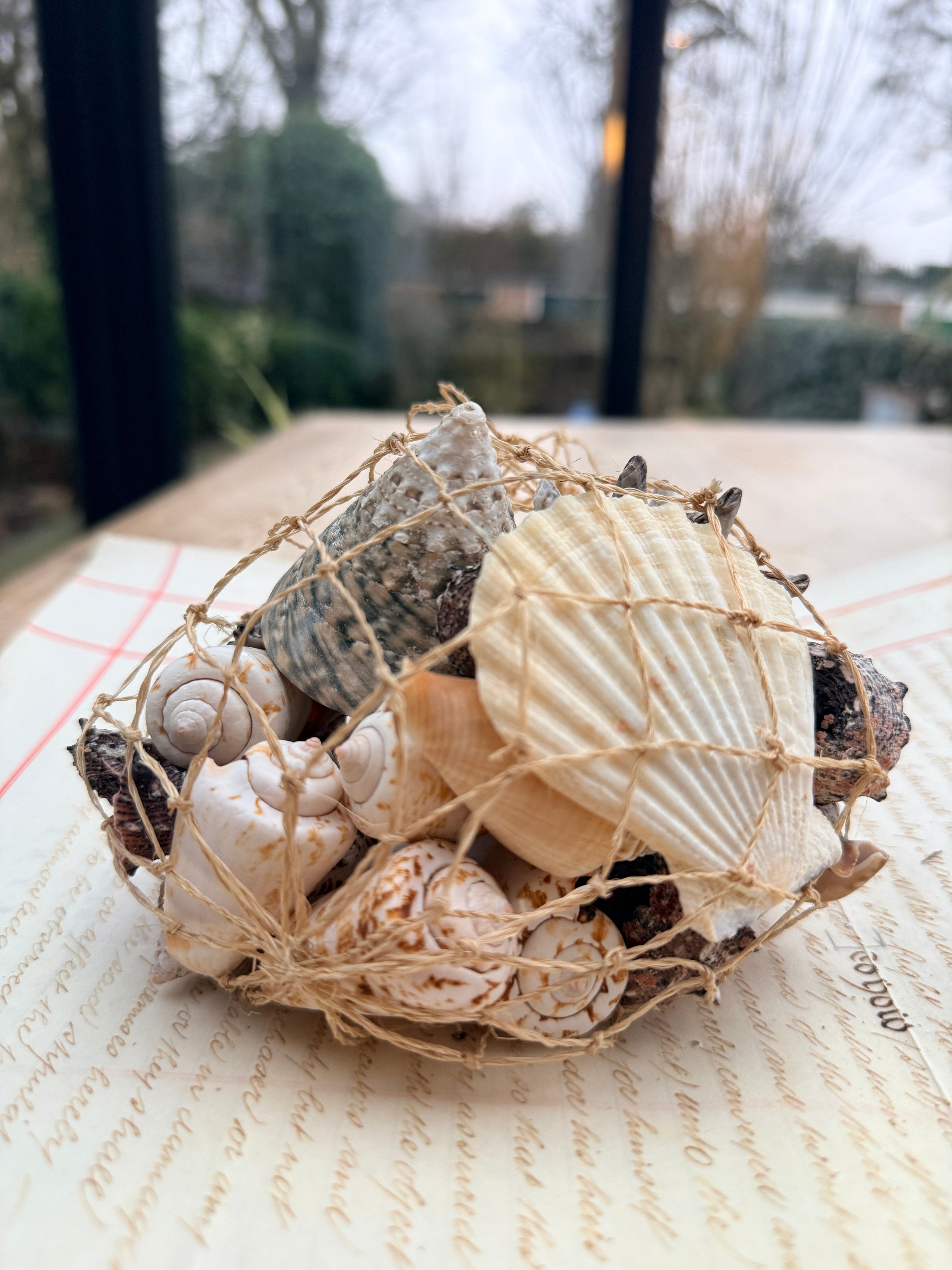 Beautiful Seashell Collection
