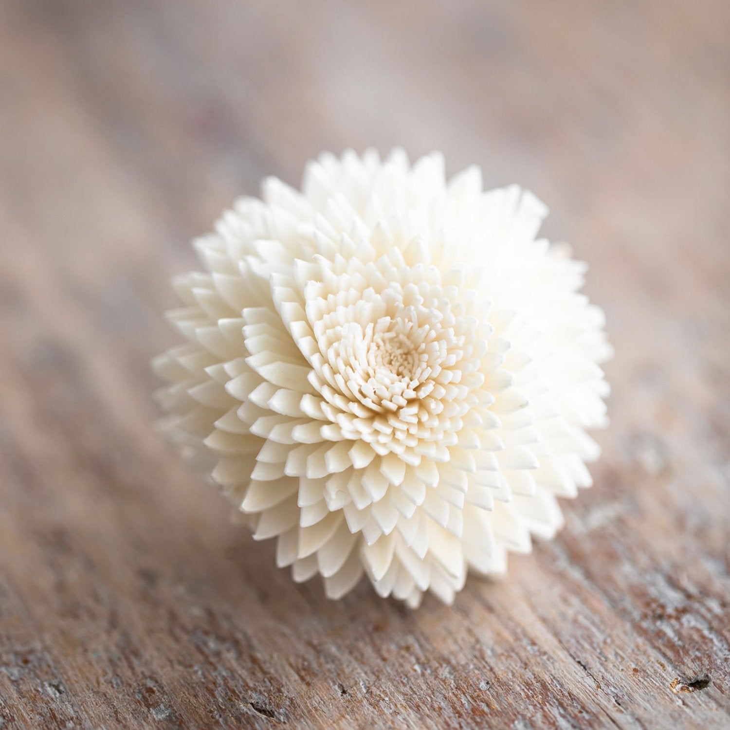 Tiny Diffuser Flower – Zinnia image 0