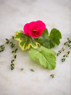 Geranium and Thyme Diffuser Fragrance image 3
