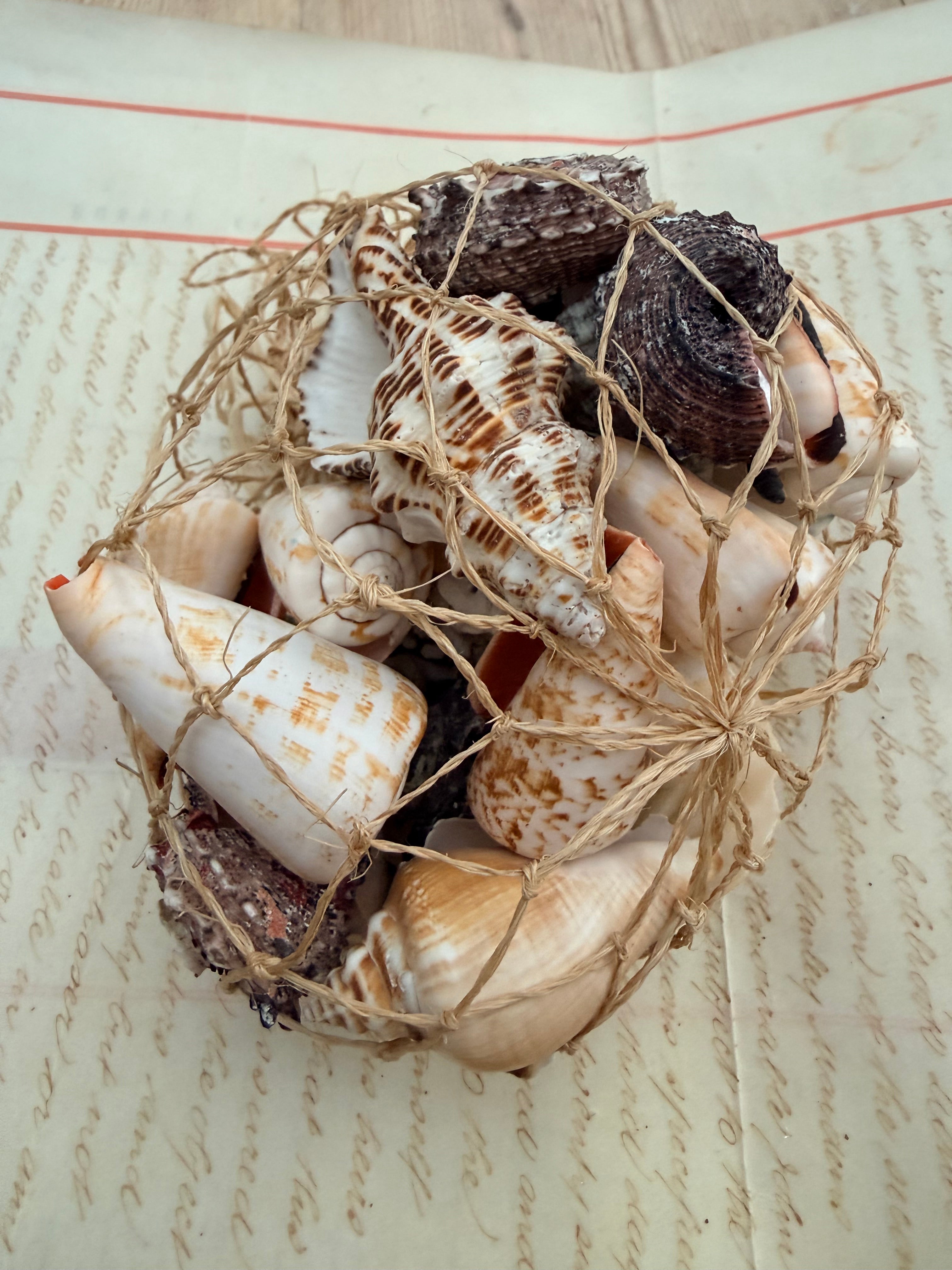 Beautiful Seashell Collection