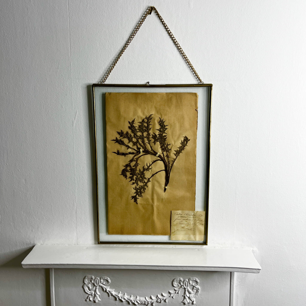Antique French Herbiere Original in Nkuku Frame