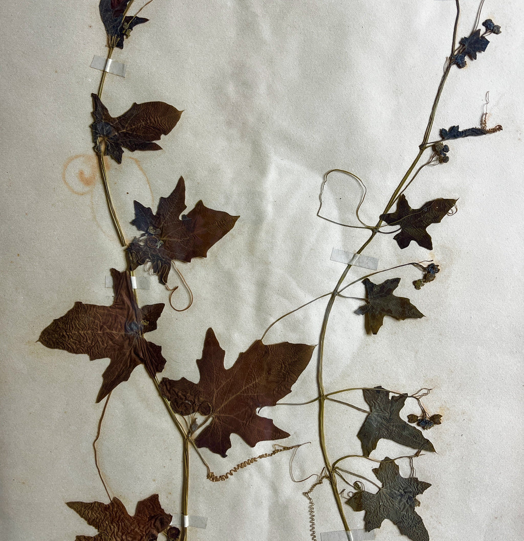 Antique French Herbiere Original in Nkuku Frame