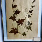 Antique French Herbiere Original in Nkuku Frame