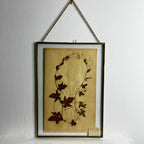 Antique French Herbiere Original in Nkuku Frame