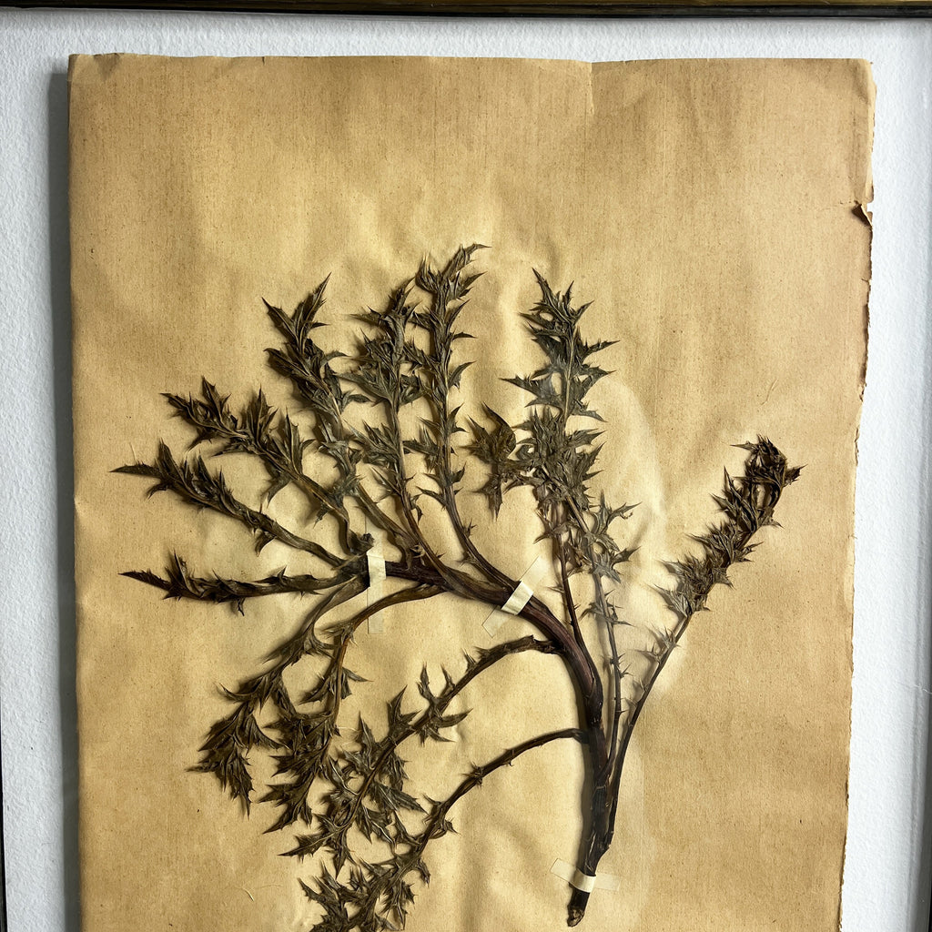 Antique French Herbiere Original in Nkuku Frame