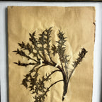 Antique French Herbiere Original in Nkuku Frame