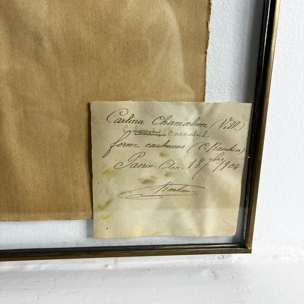 Antique French Herbiere Original in Nkuku Frame