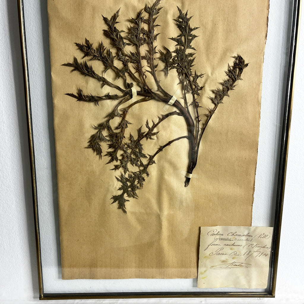 Antique French Herbiere Original in Nkuku Frame