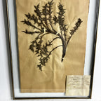 Antique French Herbiere Original in Nkuku Frame