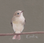 Pack of Small Bird Cards