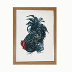 Black Orpington Giclée Print