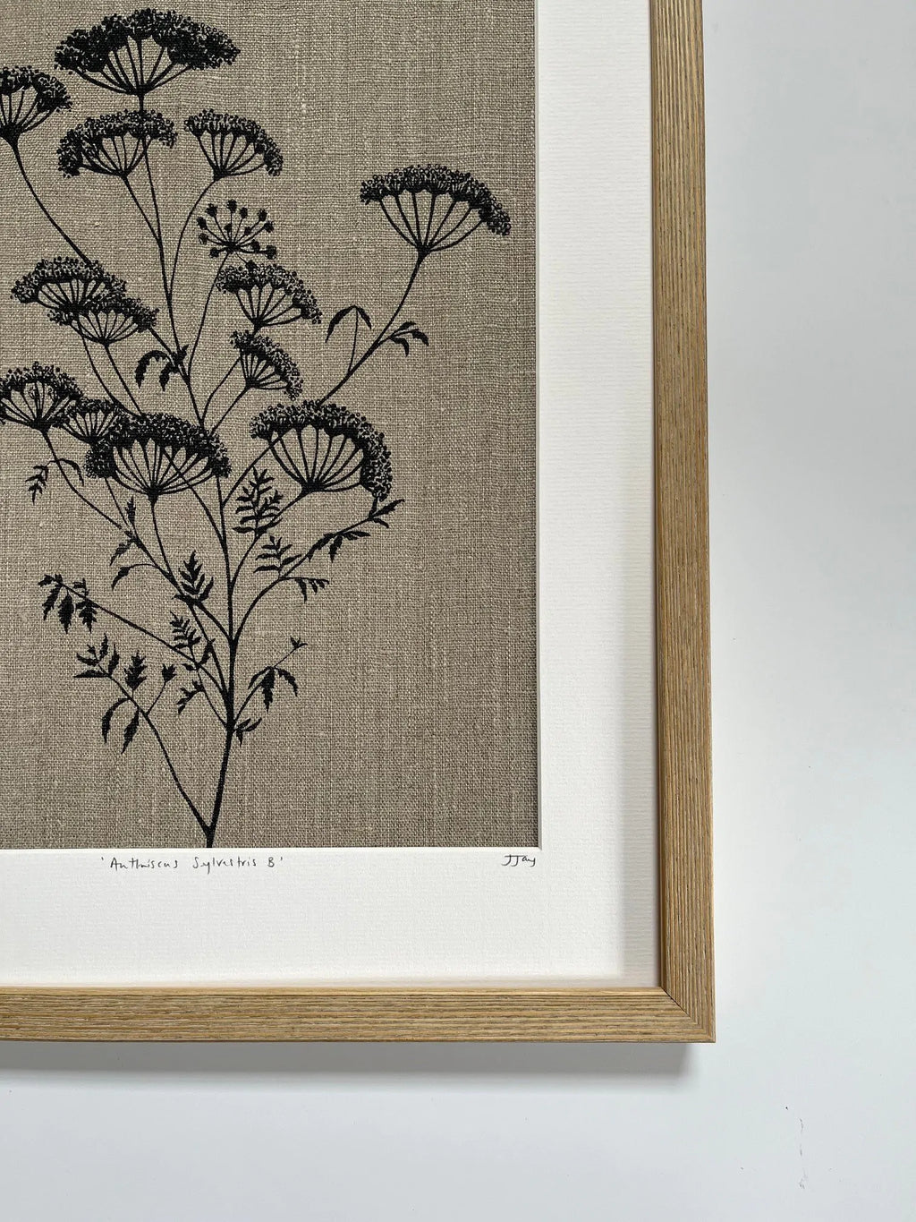 ANTHRISCUS SYLVESTRIS BOTANICAL STUDY A