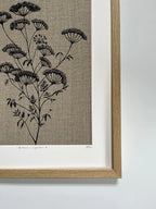 ANTHRISCUS SYLVESTRIS BOTANICAL STUDY A