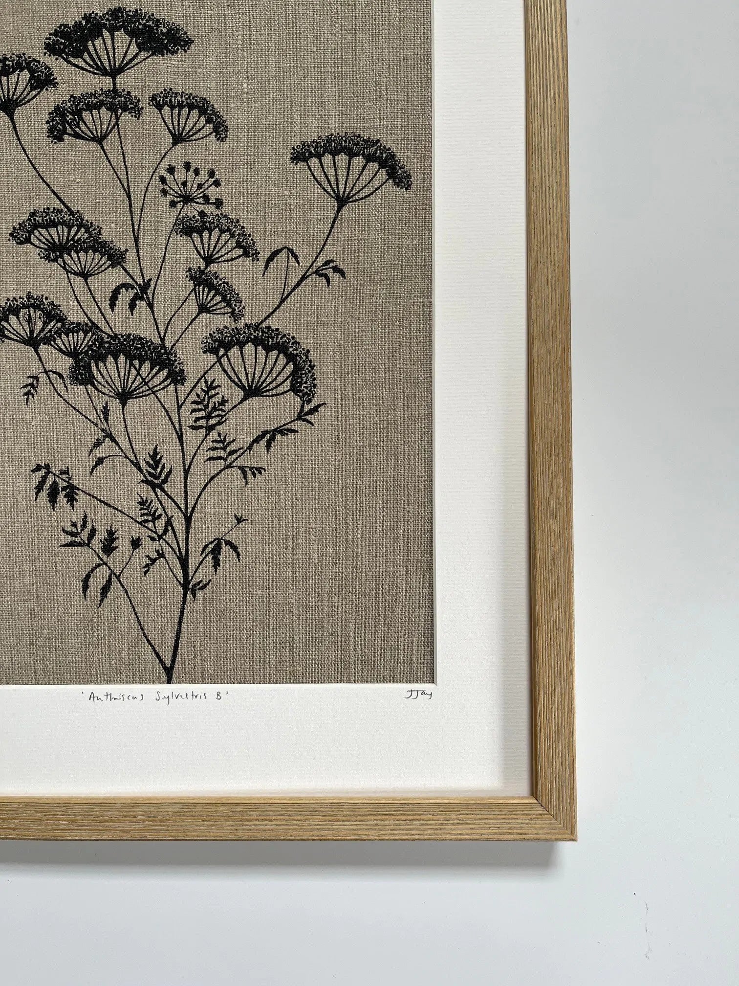 ANTHRISCUS SYLVESTRIS BOTANICAL STUDY A