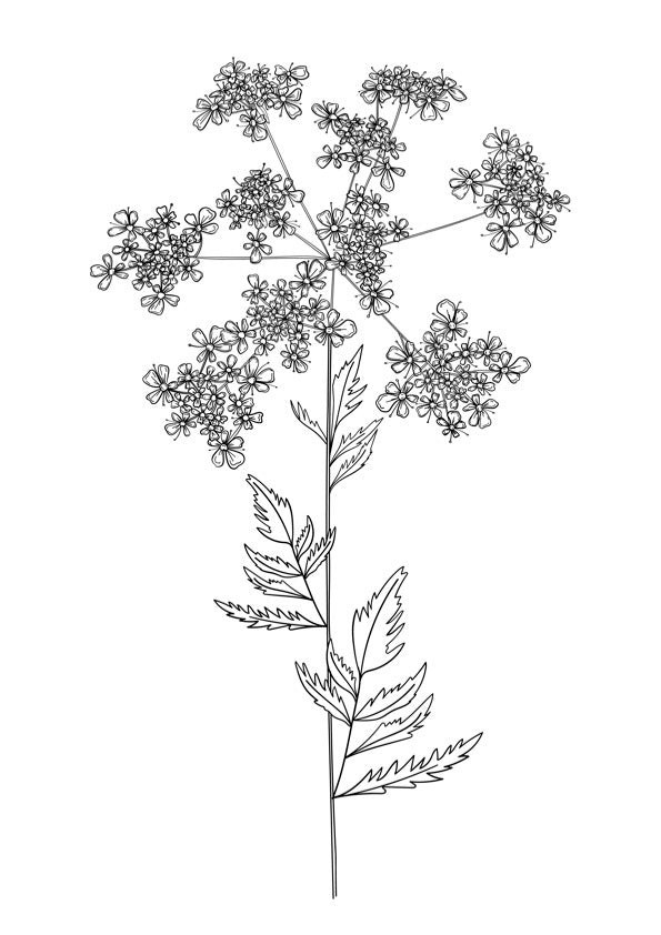 Cow Parsley Cluster and Stem - A5 Print