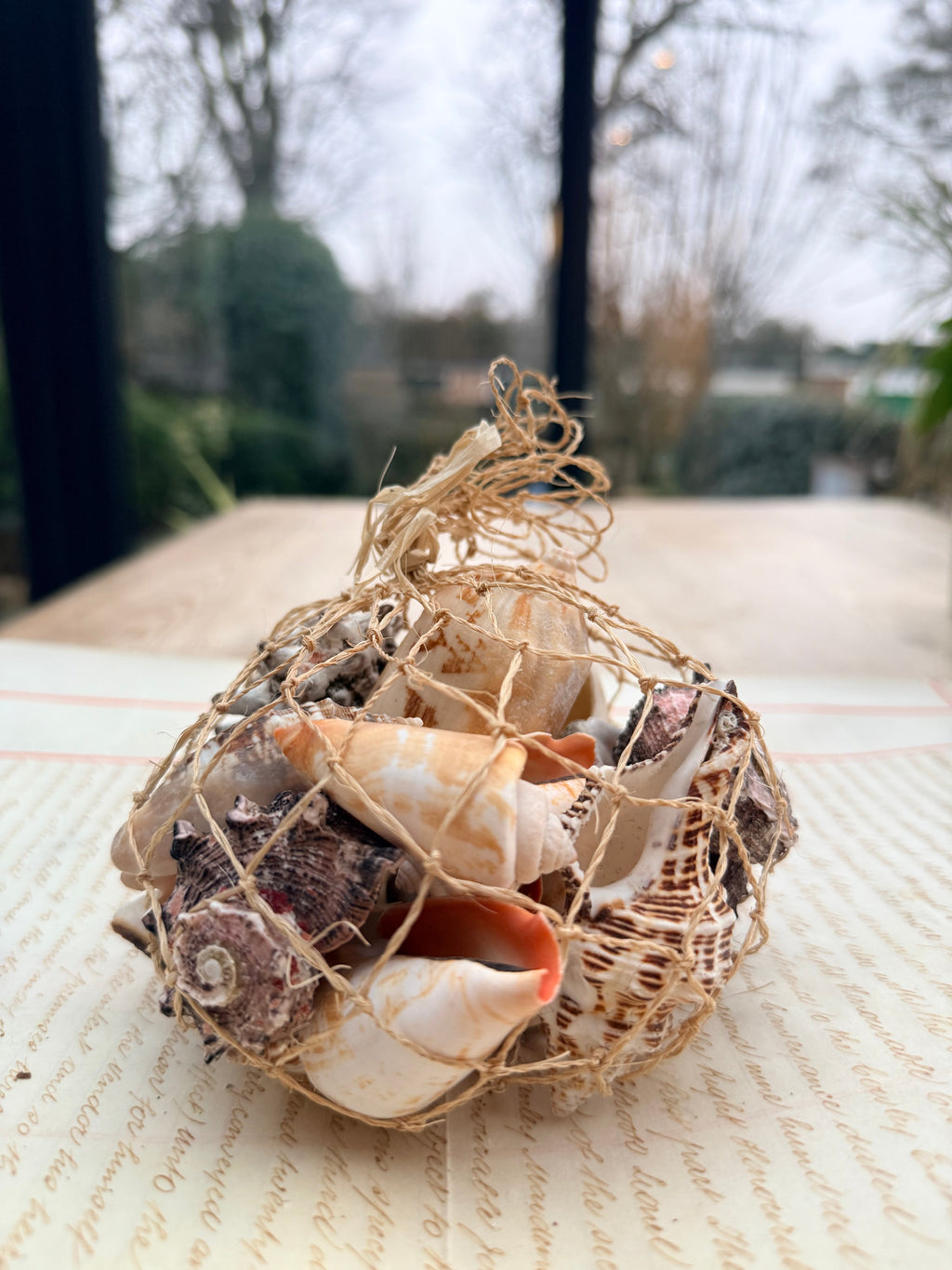 Beautiful Seashell Collection