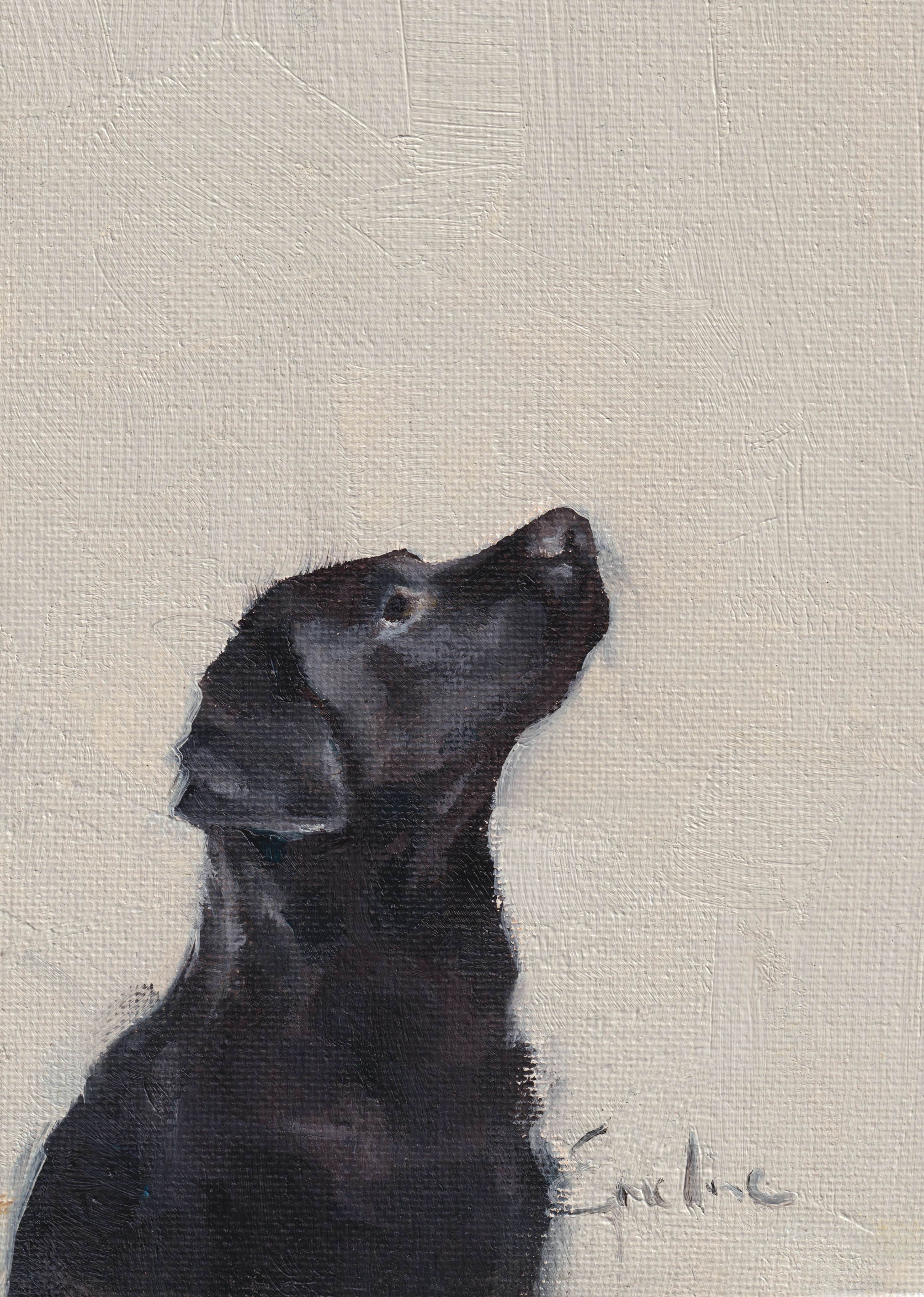 Pack of 4 Doggie Cards