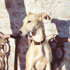 Handmade Leather Long Dog Collar