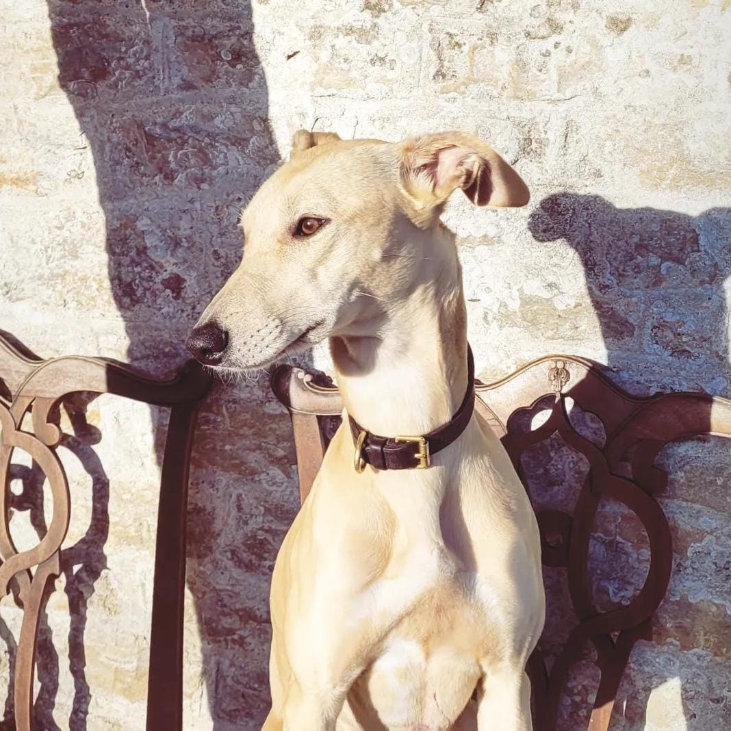 Handmade Leather Long Dog Collar