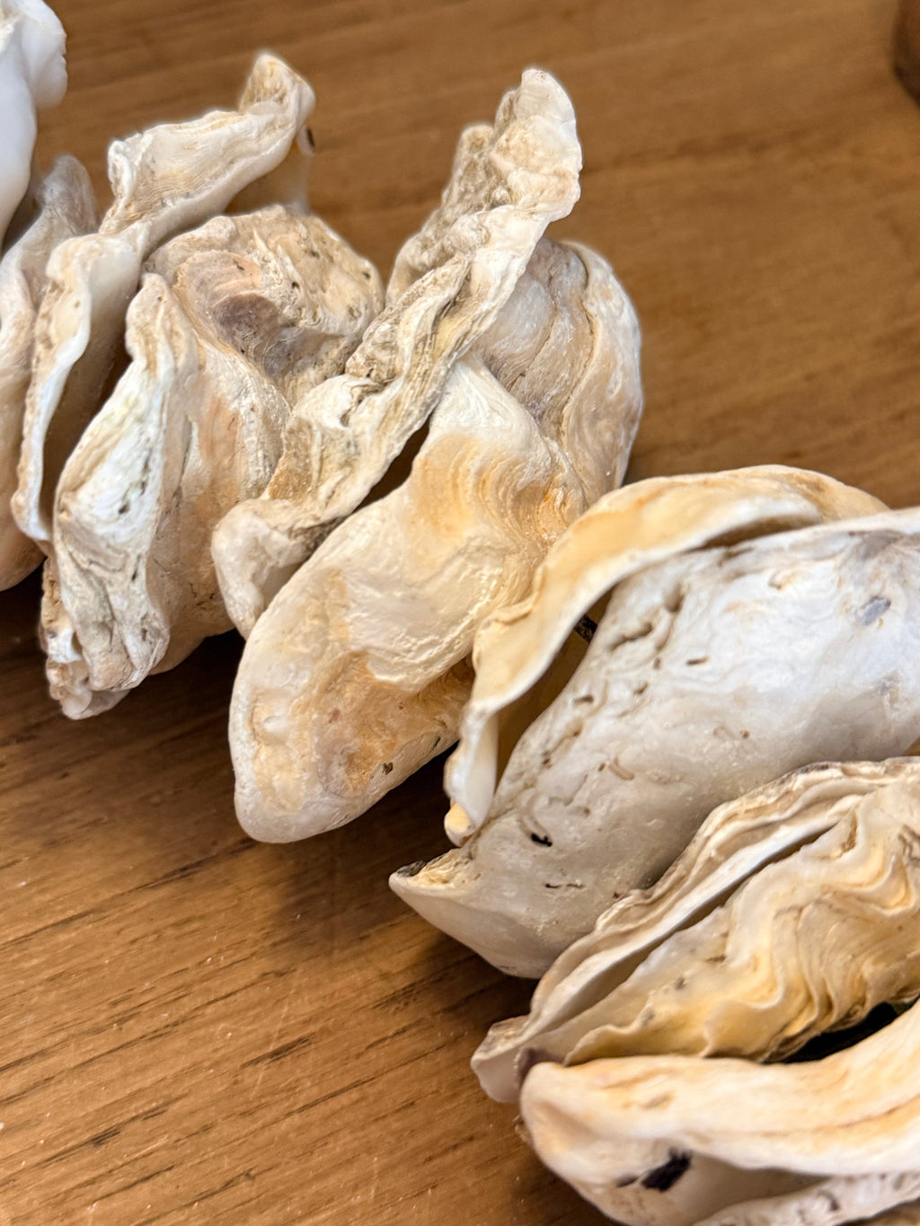 Clam Shells Garland Wall Hanging