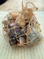 Beautiful Seashell Collection
