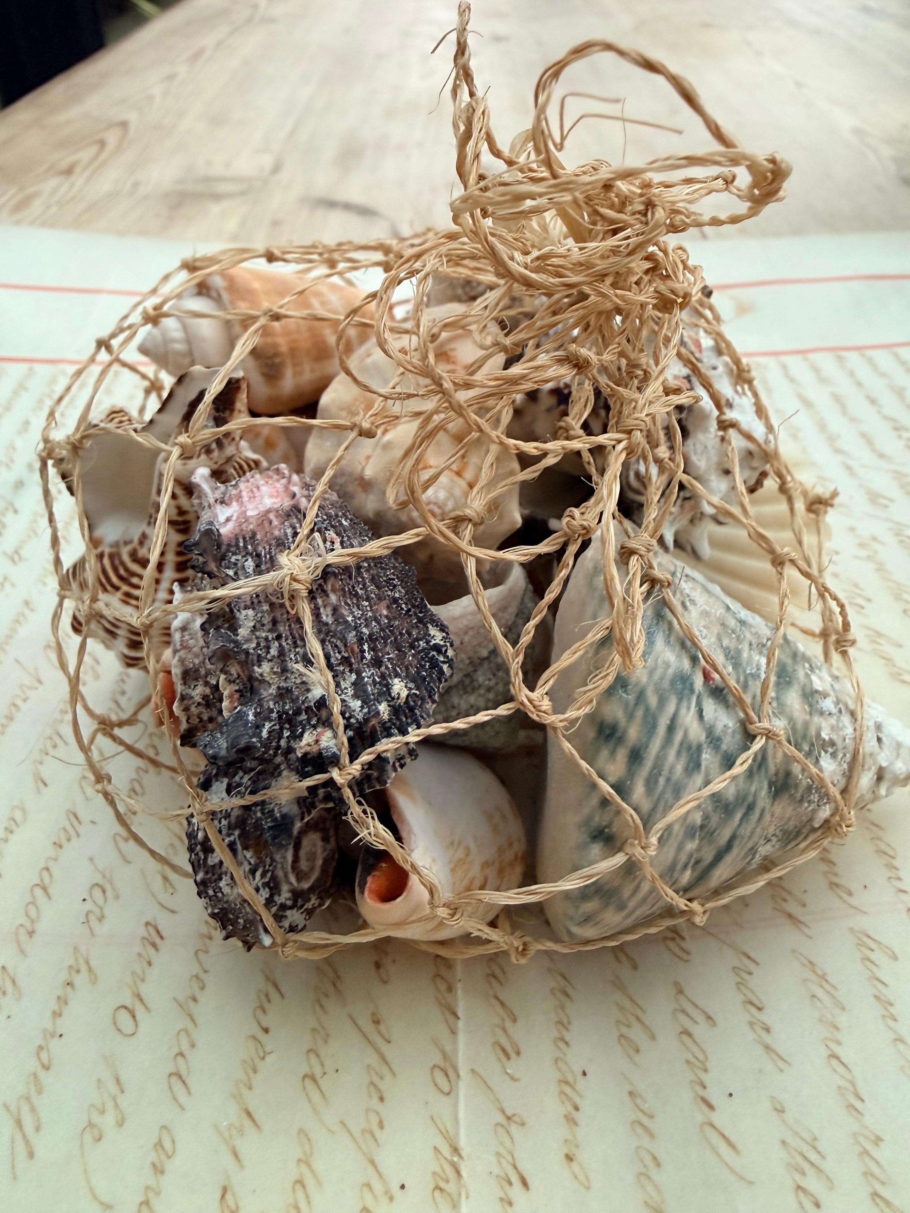 Beautiful Seashell Collection