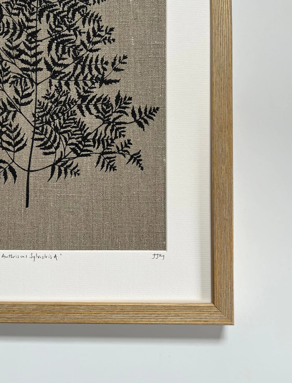 Anthriscus Sylvestris Study B Linen Botanical