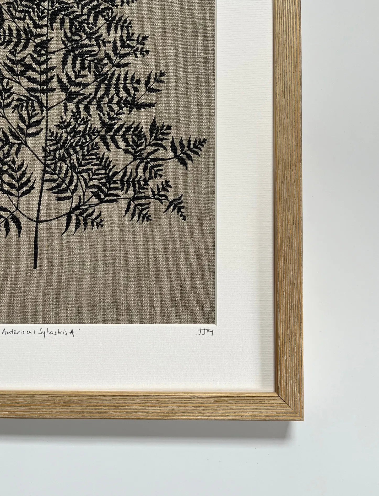 Anthriscus Sylvestris Study B Linen Botanical