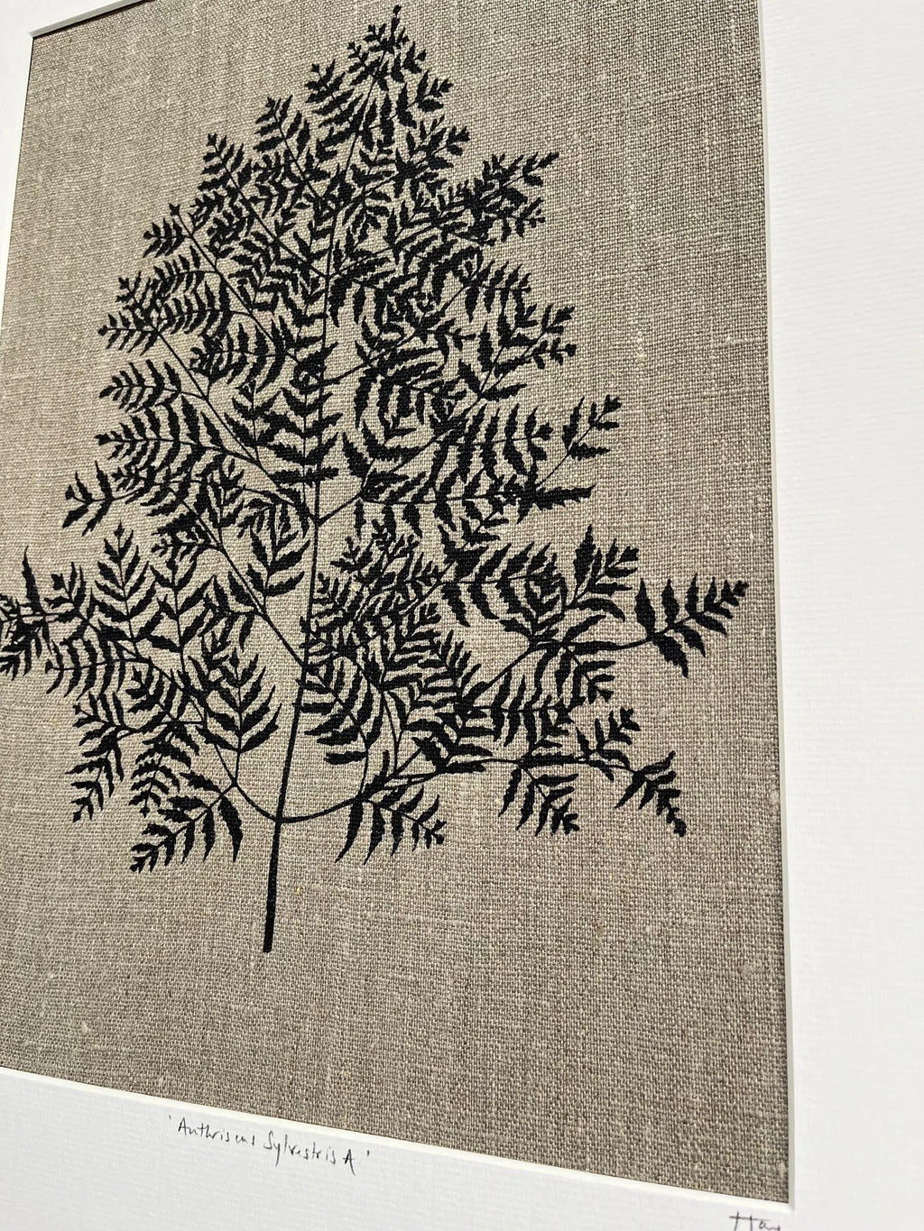 Anthriscus Sylvestris Study B Linen Botanical