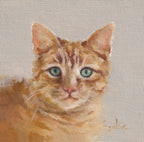 Pack of 3 Cat Cards