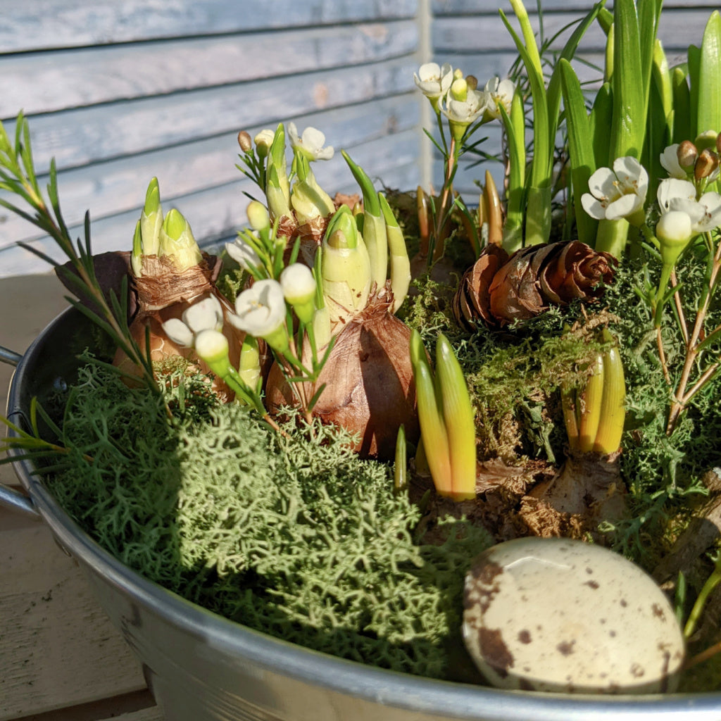 Spring Bulbs Planter incl Quail Eggs & White Wax Flowers | 18cm or 24cm