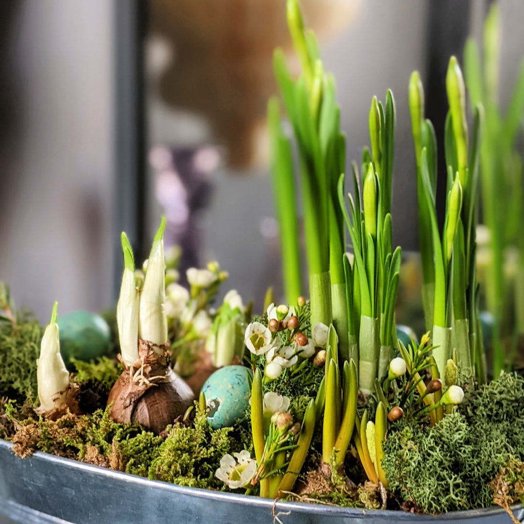 Spring Bulbs Planter incl Quail Eggs & White Wax Flowers | 18cm or 24cm