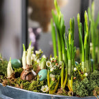 Spring Bulbs Planter incl Quail Eggs & White Wax Flowers | 18cm or 24cm