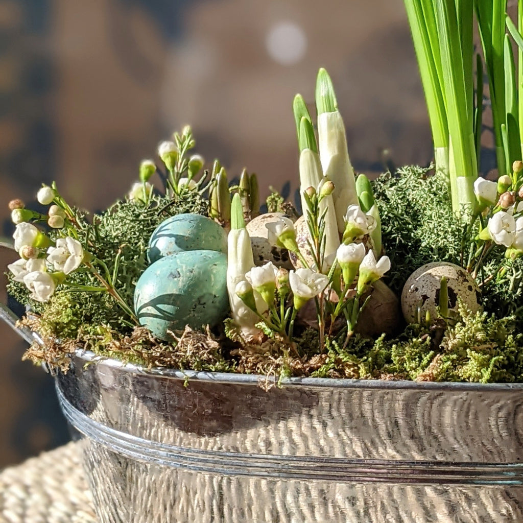 Spring Bulbs Planter incl Quail Eggs & White Wax Flowers | 18cm or 24cm