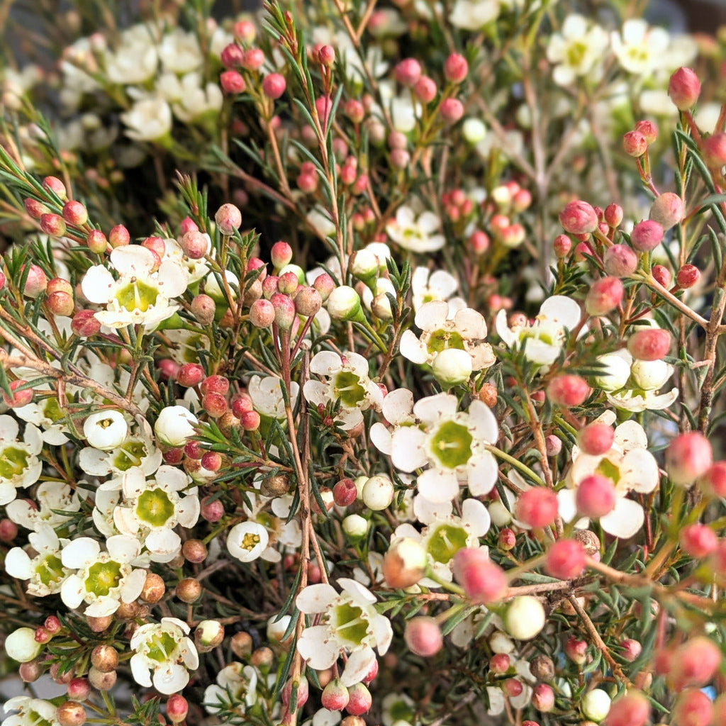 Fresh White Wax Flower Stems | 5 Stems