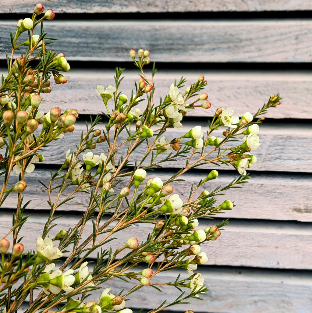 Fresh White Wax Flower Stems | 5 Stems