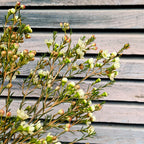 Fresh White Wax Flower Stems | 5 Stems