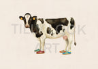 MOOS IN SHOES - COW