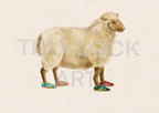 SHEEP IN SHOES
