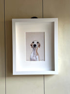 Whippet
