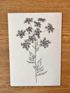 Cow Parsley Cluster and Stem - A5 Print