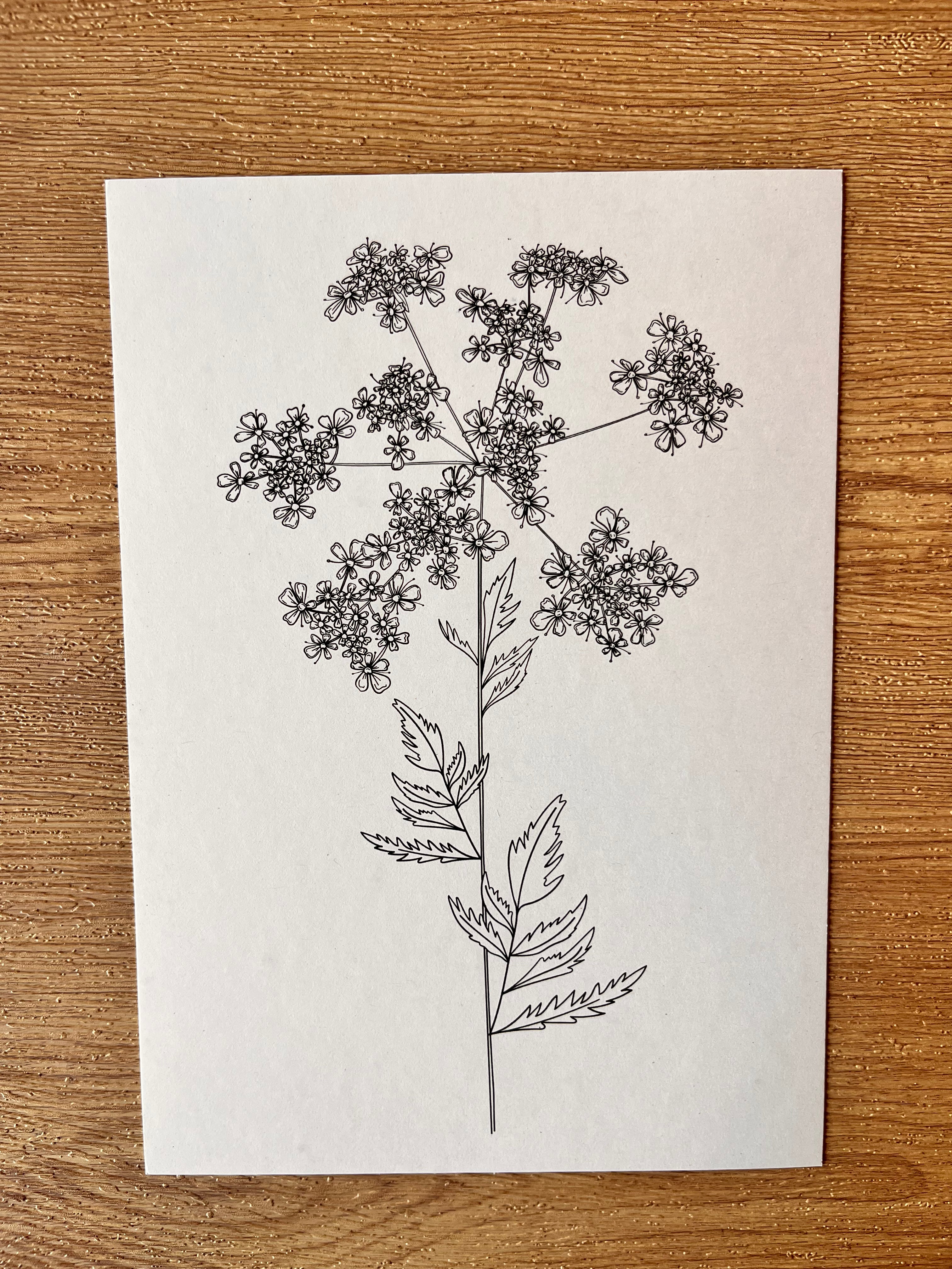 Cow Parsley Cluster and Stem - A5 Print
