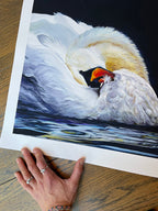 Oxford Swan Giclée Print - Limited Edition