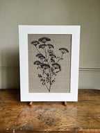 ANTHRISCUS SYLVESTRIS BOTANICAL STUDY A